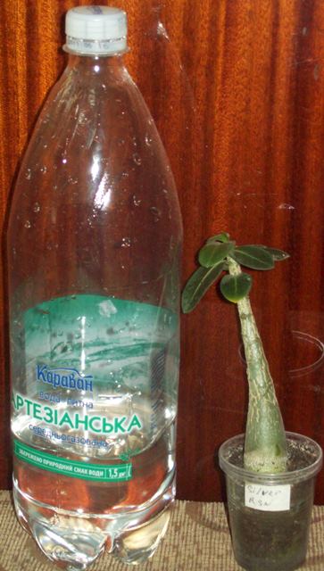 100_1616.JPG
