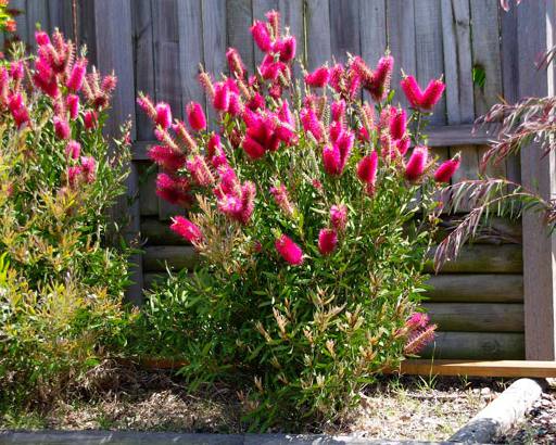 Callistemon Citrinus Reeves Pink.jpg