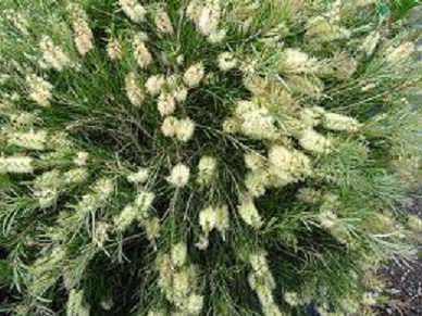 Callistemon sieberi.jpg