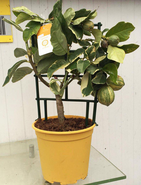Limon var1.jpg
