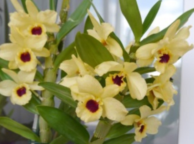 yellow 'Dark Eye'.jpg