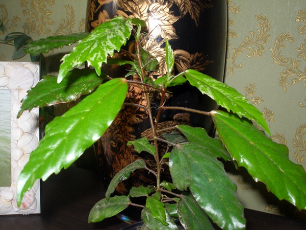 P1010087.JPG