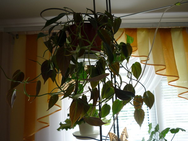 P1070254.JPG