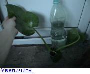 гигантерум 2.jpg