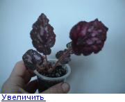 лоррайн клоссон.jpg