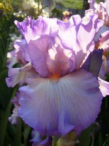31Ирис Сюит Балерине (Sweet Ballerina) (2)_thumb.jpg