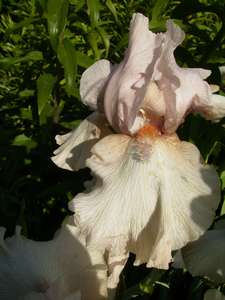 №46 Mowlos (9)_thumb.jpg
