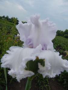 №119 Queen of Angels (Куин оф Энджелс) (5)_thumb.jpg