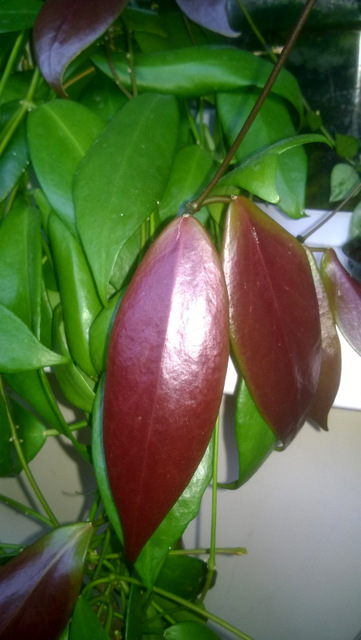WP_20160514_006.jpg