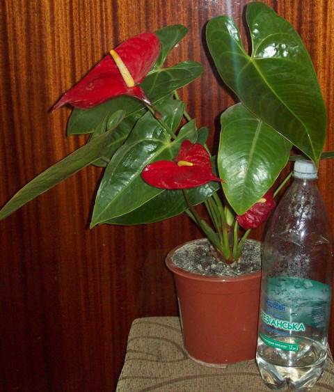 100_1642.JPG