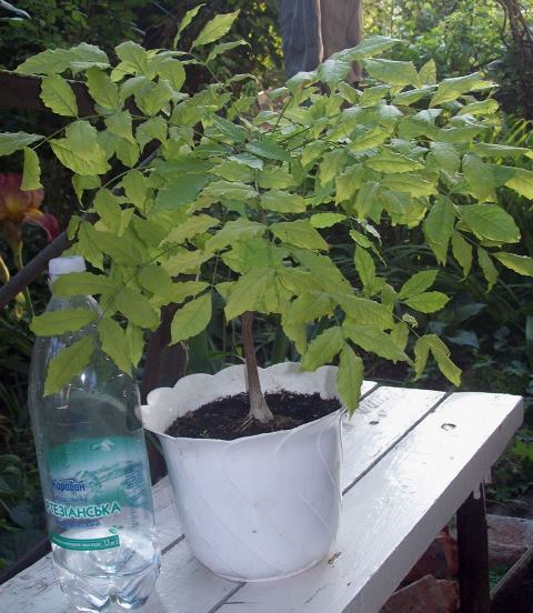 100_1643.JPG