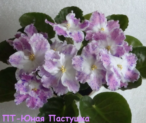ПТ-Юная кат.jpg