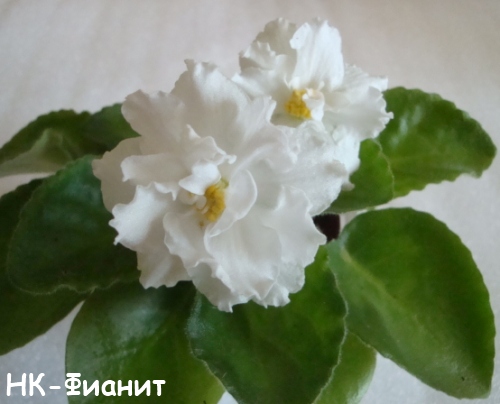 НК-Фиан кат.jpg