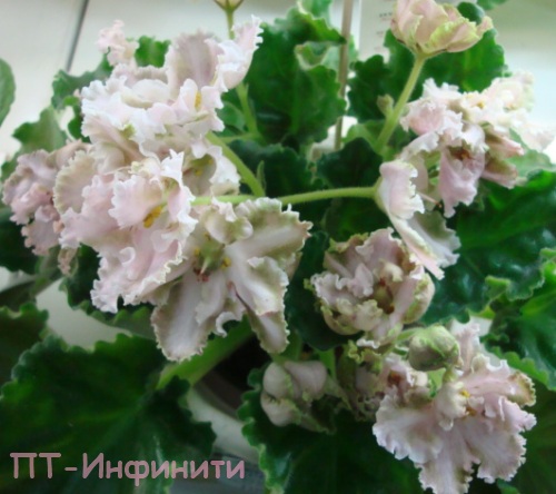 ПТ-Инфи кат.jpg