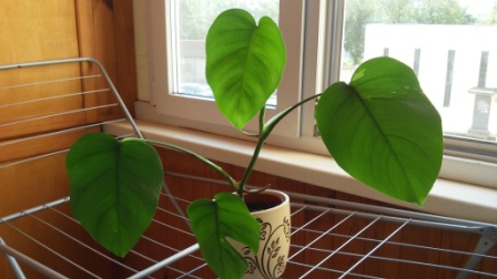 20160526_084423.jpg