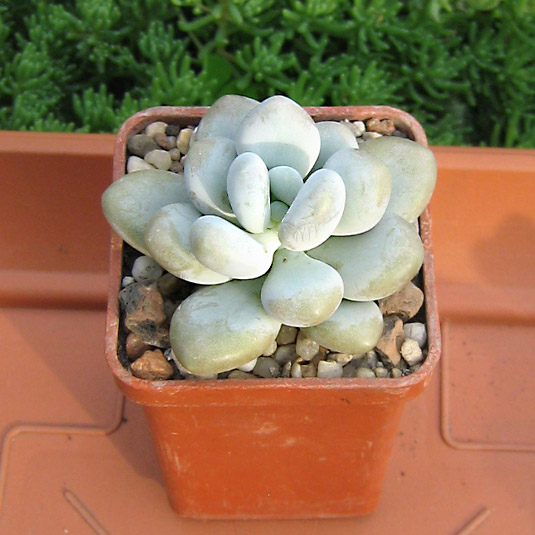 pachifitum_may_2016.jpg