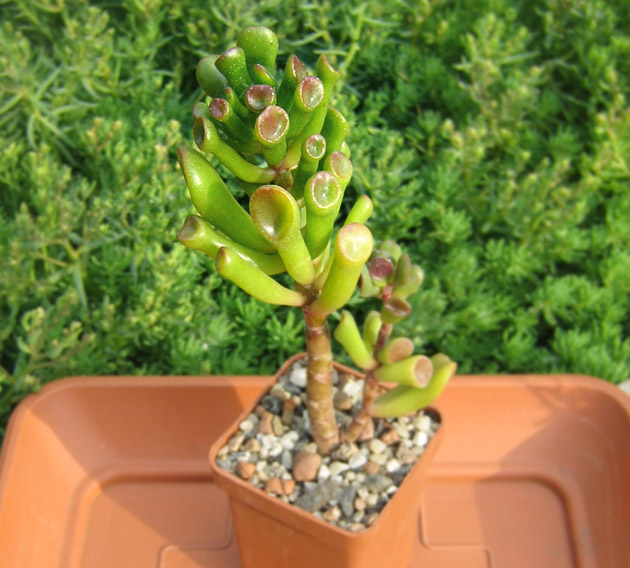 Crassula_hobbit_may_2016.jpg