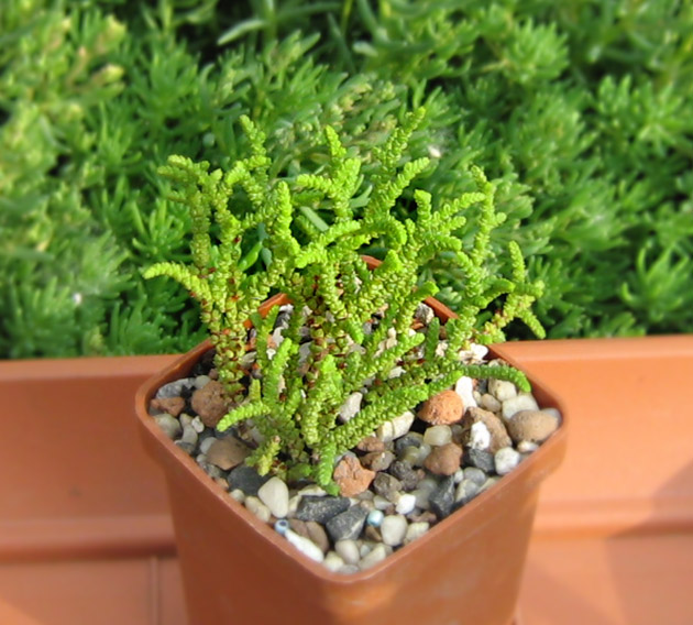 Crassula_licopodioides_fragilis_may_2016.jpg