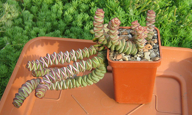 Crassula_perforata_may_2016.jpg