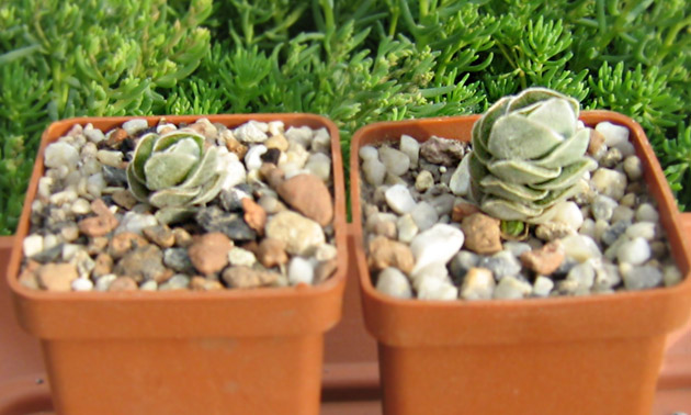 Crassula_ivory_pagoda_may_2016.jpg