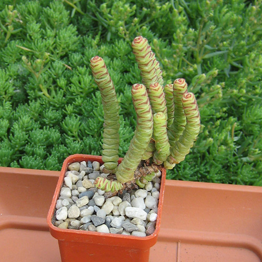 Crassula_marnierana_may_2016.jpg