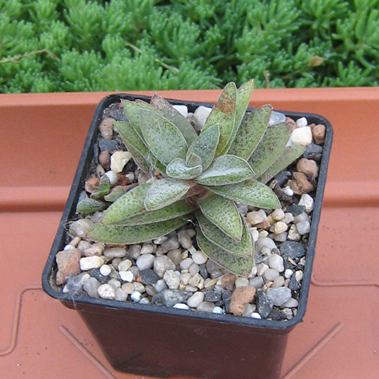 Crassula_Just_corderoi_may_2016.jpg