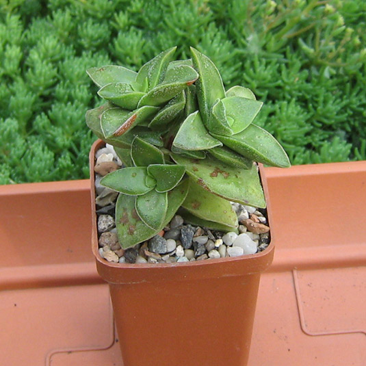 Crassula_Spring_Time_may_2016.jpg