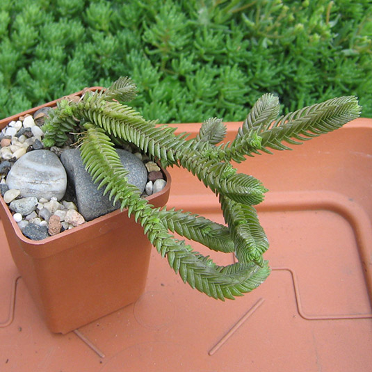 Crassula_jacobsena_may_2016.jpg