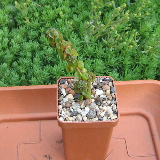 Peperomia_columella_may_2016.jpg