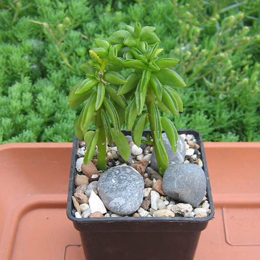 Peperomia_nivalis_may_2016.jpg