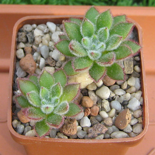 Echeveria_set_oliver_may_2016.jpg