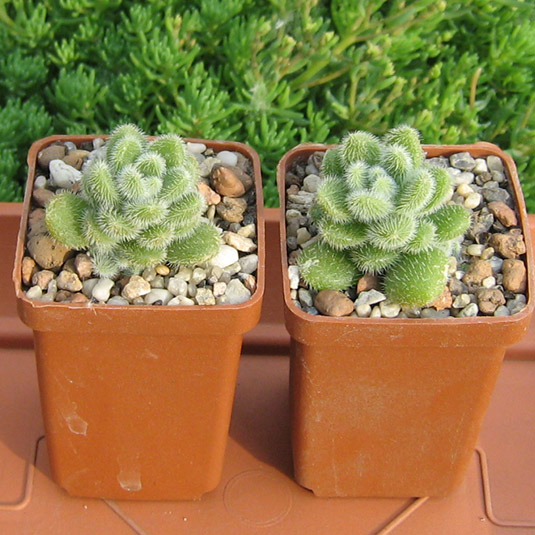 Sedum_hintoni_may_2016.jpg