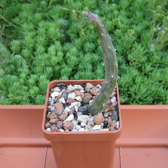 Senecio_2_may_2016.jpg