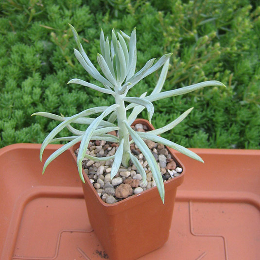 Senecio_may_2016.jpg