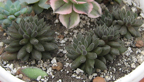 Crassula_ ynnaniensis_may_2016.jpg