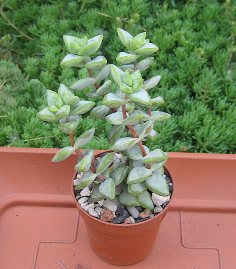 Crassula_remota_may_2016.jpg
