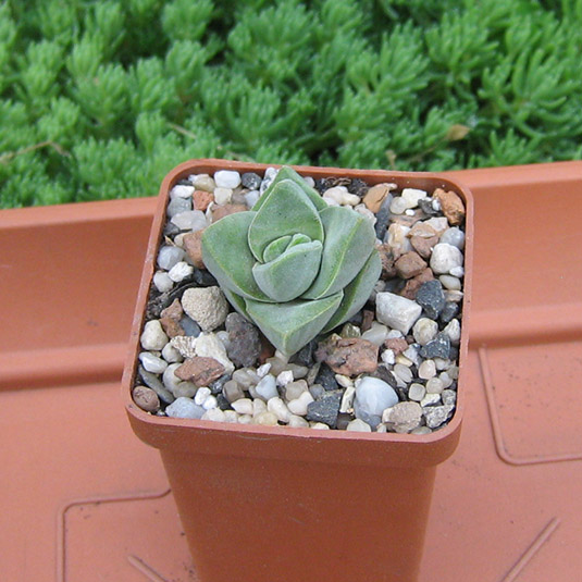 Crassula_moonglow_may_2016.jpg