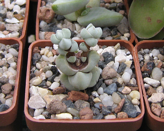 Crassula_atra_deceptor_may_2016.jpg