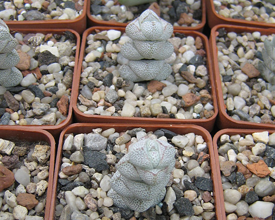 Crassula_deceptor_2_may_2016.jpg