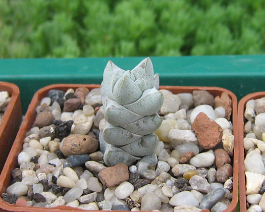 Crassula_deceptor_may_2016.jpg