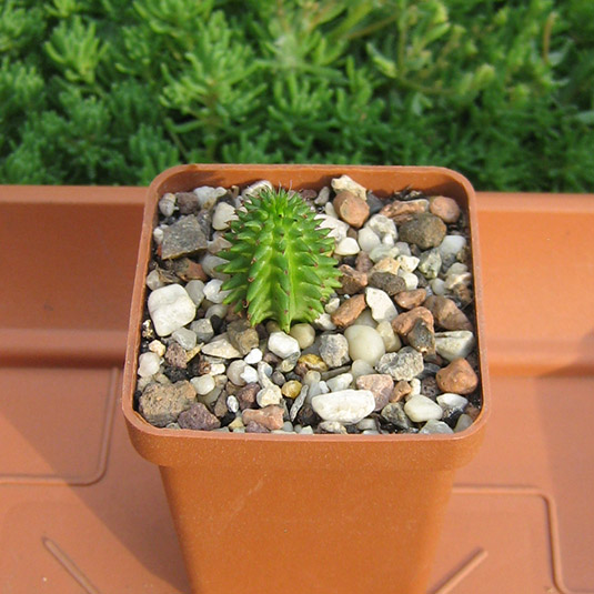euphorbia_2_may_2016.jpg