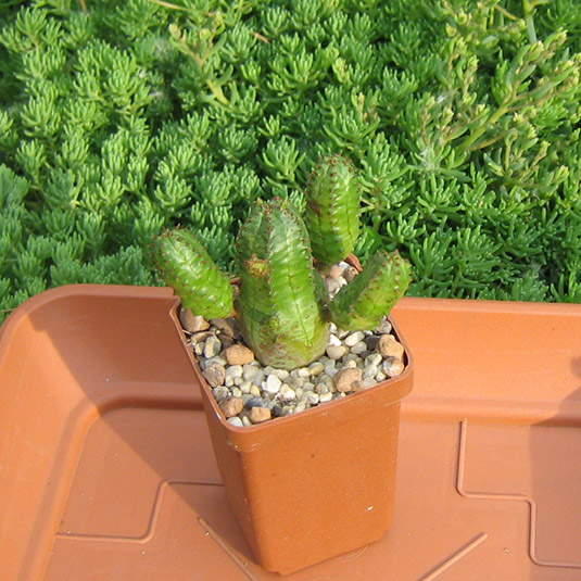 euphorbia_may_2016.jpg