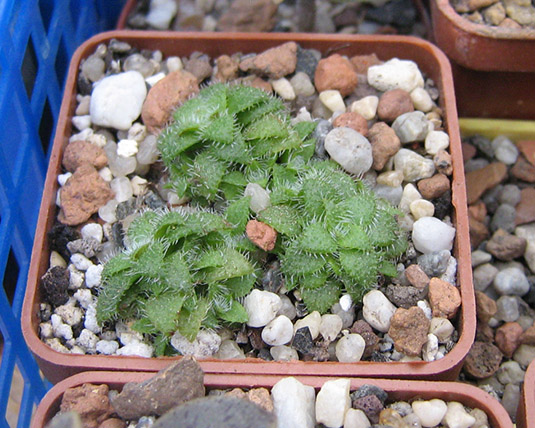 Crassula_setulosa_may_2016.jpg
