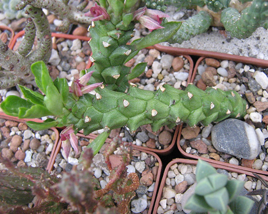 Monandenium_stapelioides_may_2016.jpg
