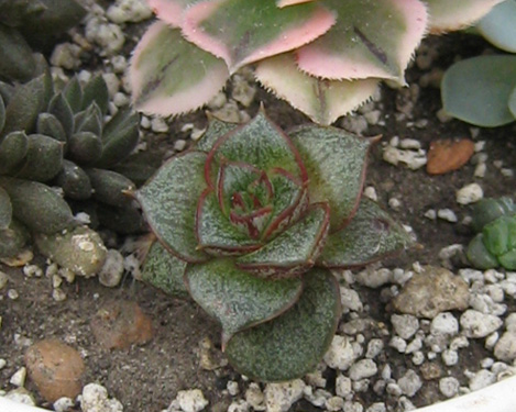 Echeveria_purpusorum_may_2016.jpg