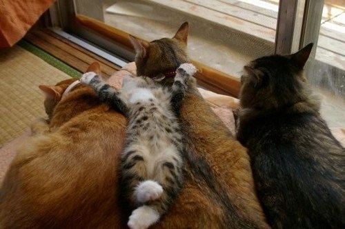 коты.jpg
