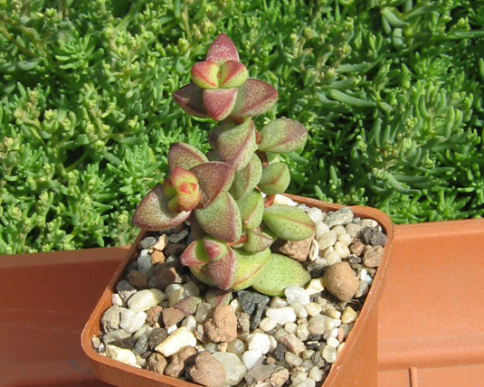 Crassula_brevifolia_may_2016.jpg