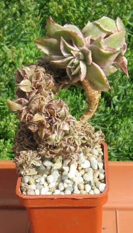 Aeonium_may_2016.jpg