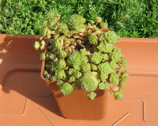 Crassula_socialis_may_2016.jpg