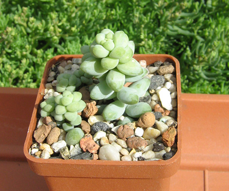 Sedum_burrito_may_2016.jpg
